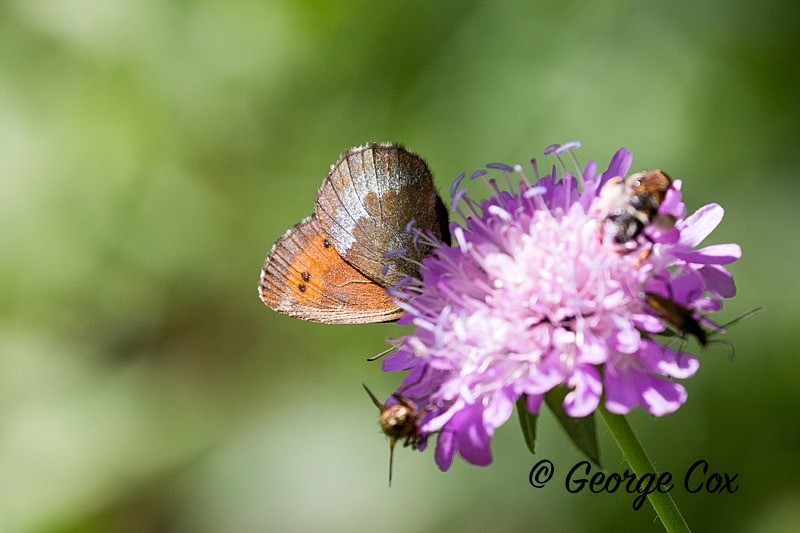 ringlet pyrenees