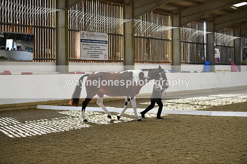 WJ5_3835 - Class 5 In Hand Veterans