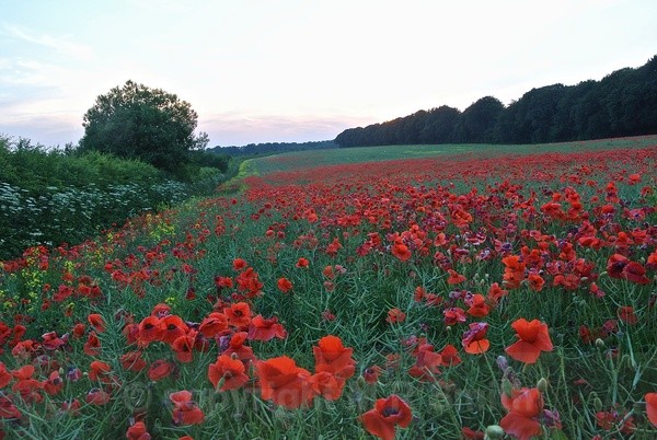 Field Of Poppies 1, Glos - LANDSCAPES & TREES