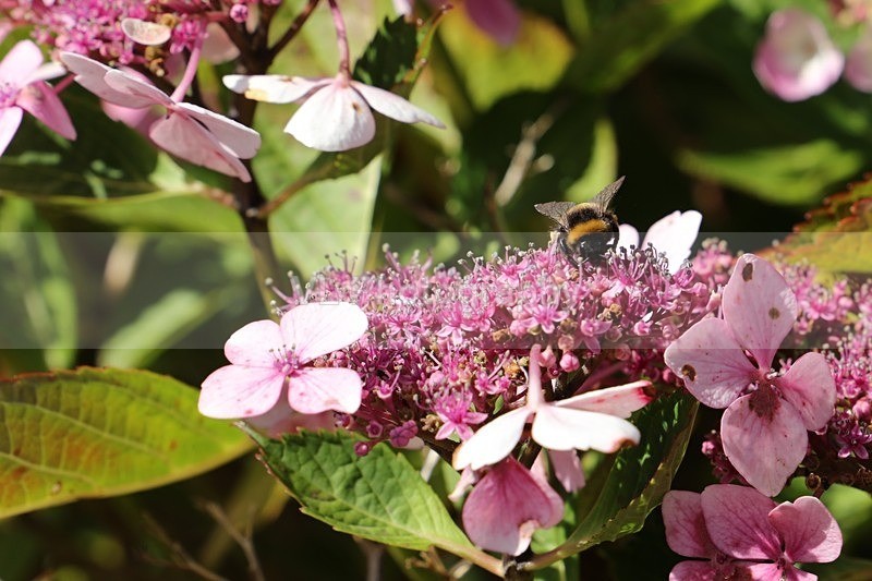 A Bee - Animals and Birds