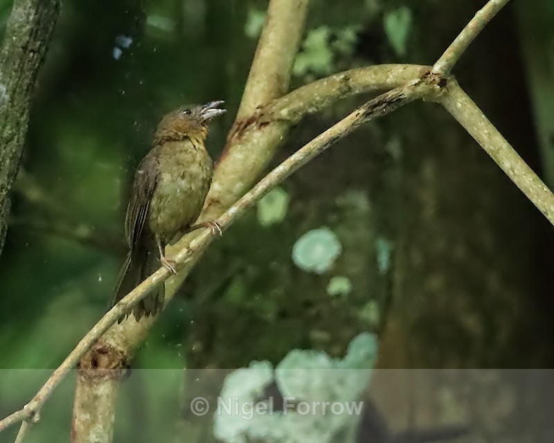 Red-throated Ant-Tanager, Gamboa, Panama - Red-throated Ant-Tanager