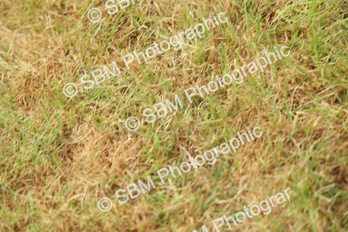 SBM_05033 - Class 50-57 - M&M Welsh Pony In Hand