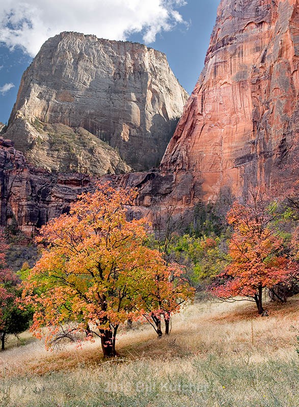 Zion Color - Current Show