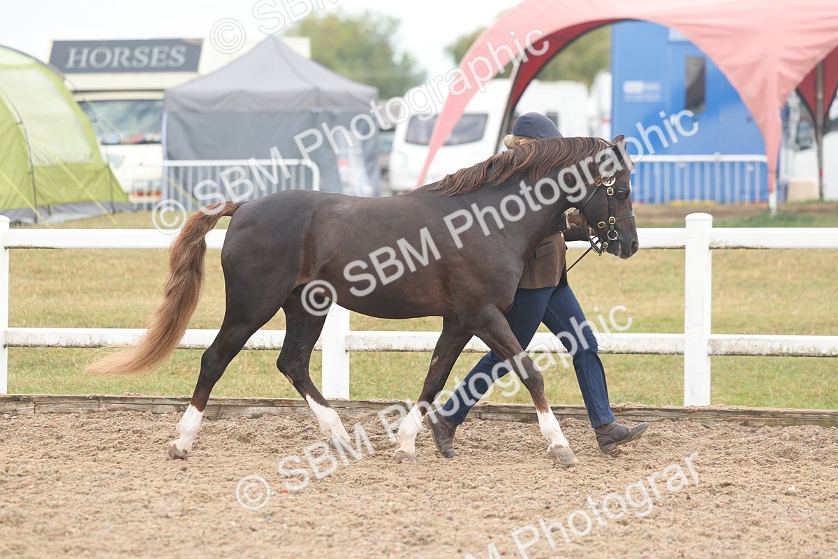 SBM_08411 - Class 29 - IH Veteran Pony