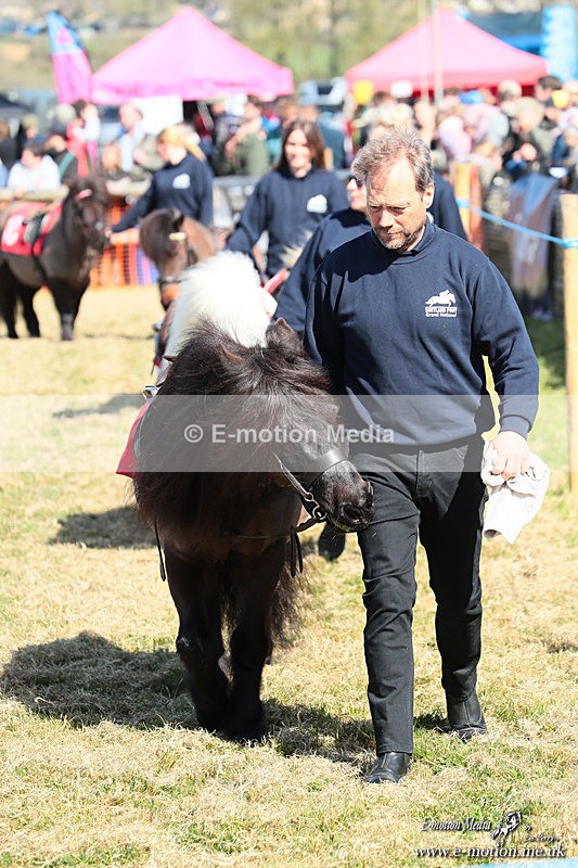 Shet 060426 55 - Shetland Pony Racing Paxford Races Easter Mon 06/04/26