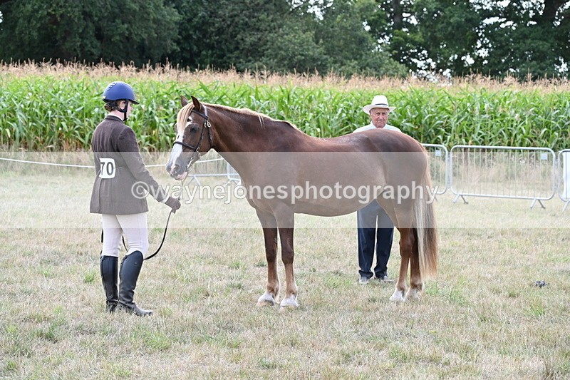 WJ6_6671 - Class 20 In-hand Cob