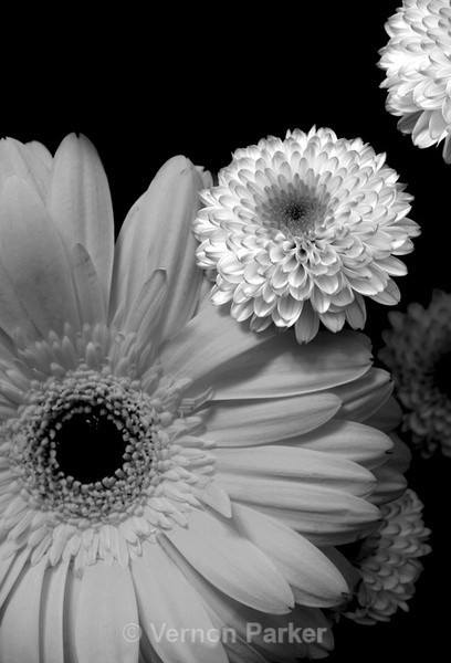  - Traditional Black & White