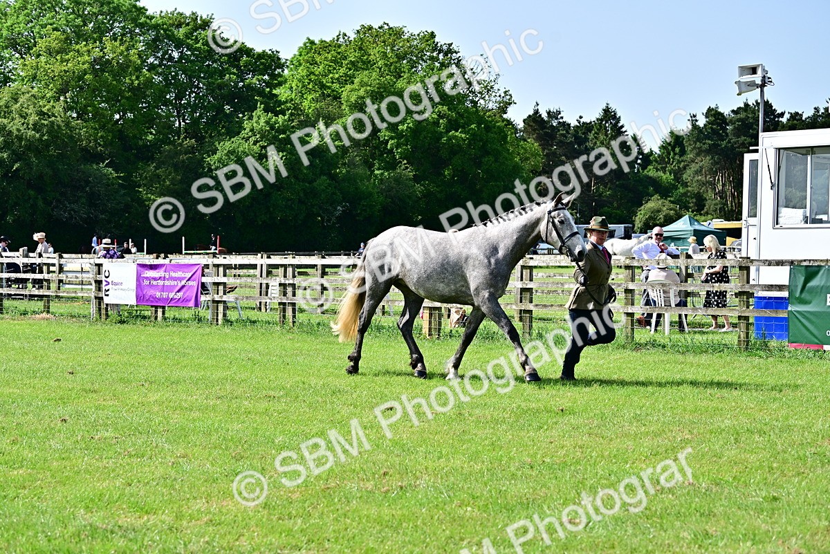 SBM_03316 - Class 50 - 54 Light Horse Breeding