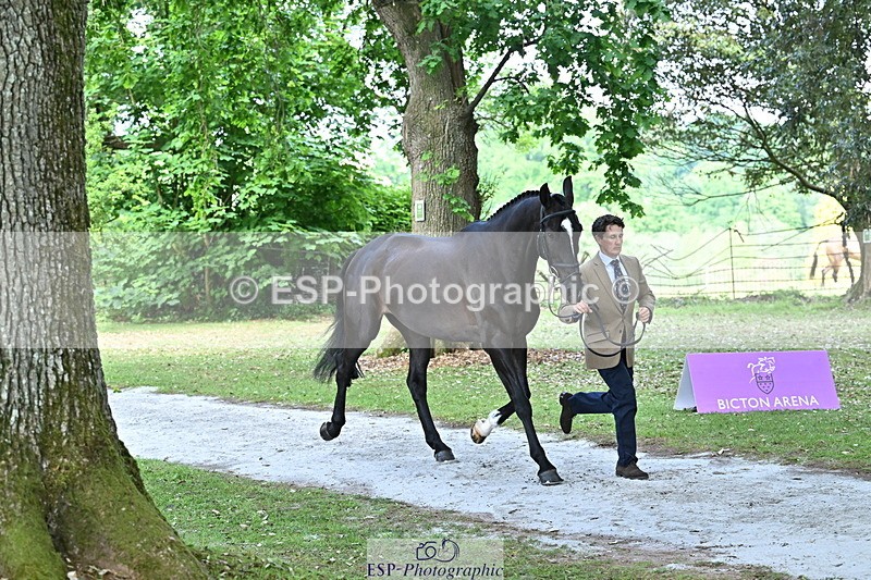 250521A-153123-00564 - B-365-Tom.McEwen-MAESTRO