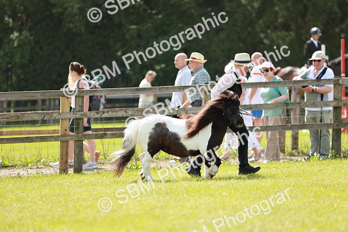 SBM_02502 - Class 14-23 - Mountain & Moorland In Hand Non Welsh