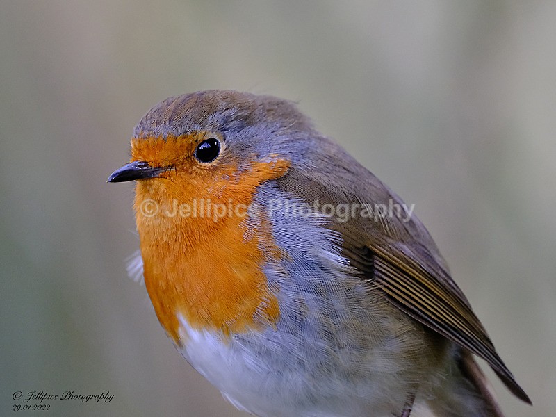  - Wildlife and Nature