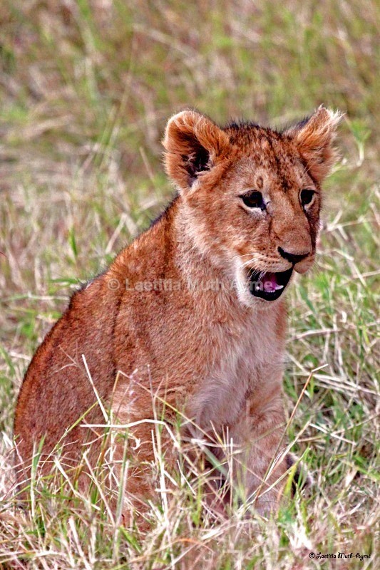 IMG_2215 Maasai Mara - Lions