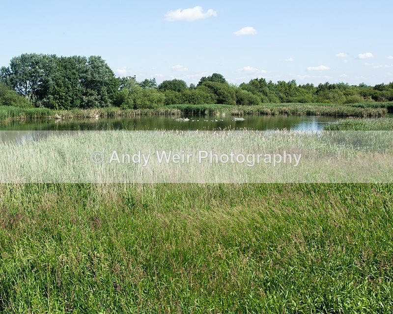 20110702-IMG_6105 - Woolston Eyes Nature Reserve