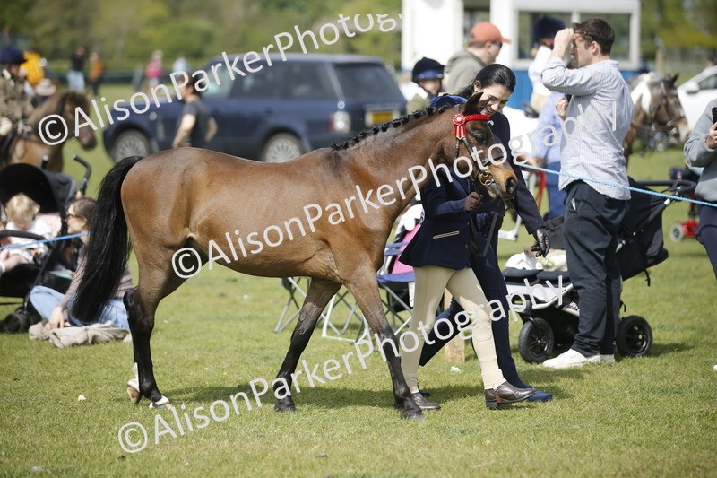 20260426-1829 - Class 7 - Pony Judge Would Most Like To Take Home