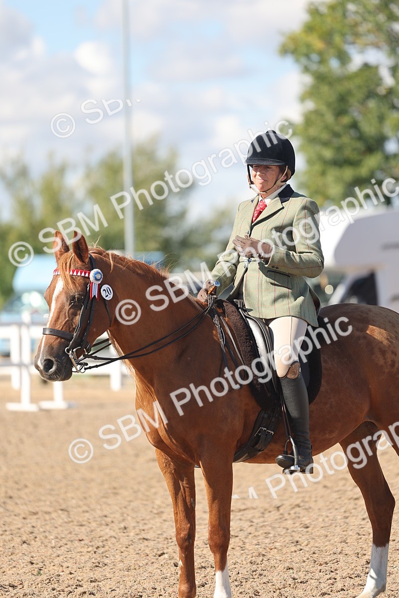 SBM_13088 - Class 305 - Ridden Foreign Breed Pure Bred