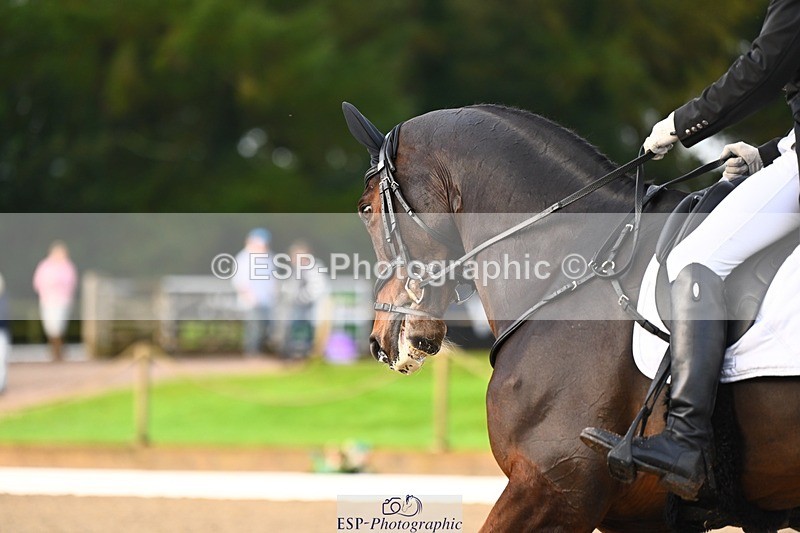 231021-091501-12811 - 324-HAZZLE.DAZZLE-Henry.Hobby-DR