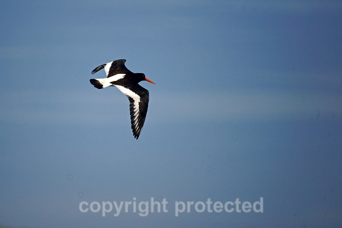 Oystercatcher - Blakeney Point - Norfolk - Birds