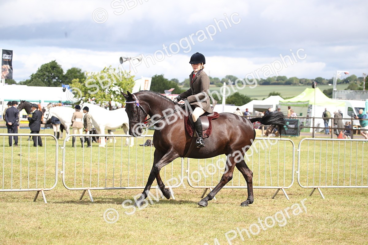 SBM_13233 - Class 95-96 - LIHS BSHA Rising Star Hack Riding Horse