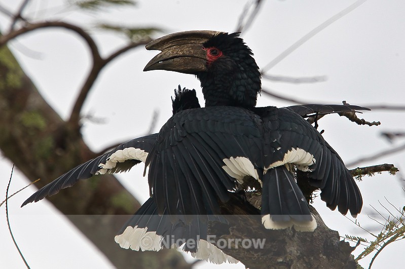 Trumpeter Hornbill perched on top of a tree - Trumpeter Hornbill
