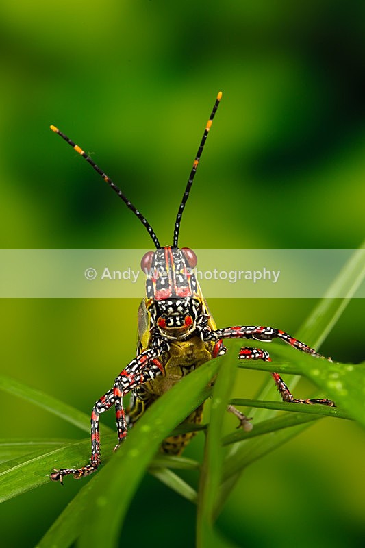 20140325-3K8A9442 - Insects