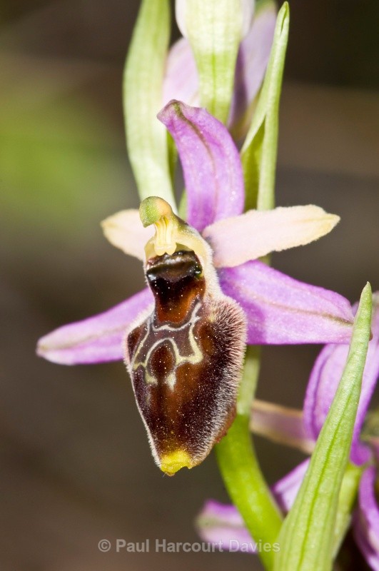 Tyrhennian Ophrys (Ophrys tyrrhena) - Orchids - Ophrys