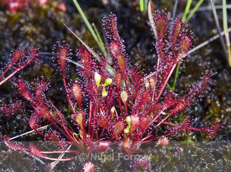 Sundew - PLANTS