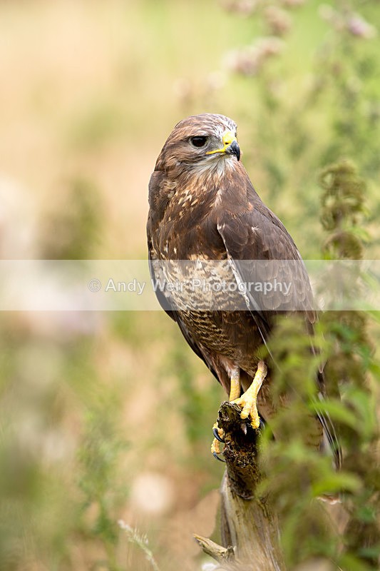 20140816-3K8A5257-3031 - Common Buzzard