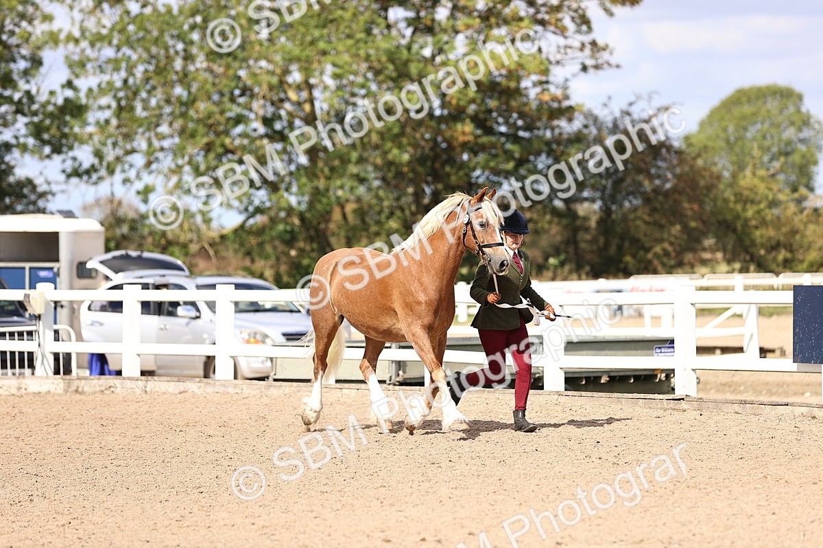 SBM_14289 - Class 411 - Prettiest Mare (IH OR Ridden) Adult
