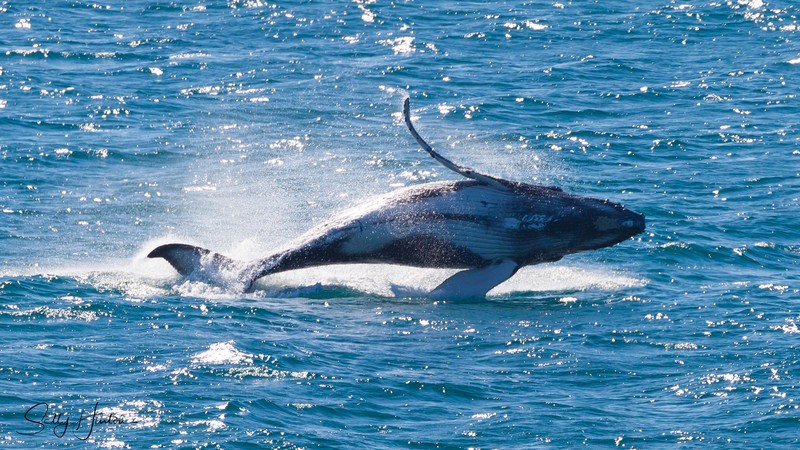 Whale Breach 1