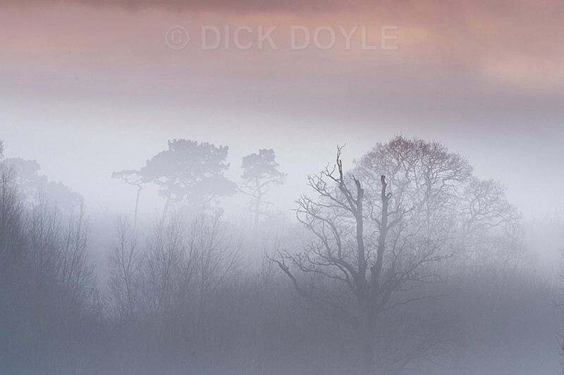 trees suspended in dawn mist - Mood and mist with some lumen added