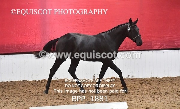 BPP_1881 - AFTERNOON 12.30 - 3.30PM