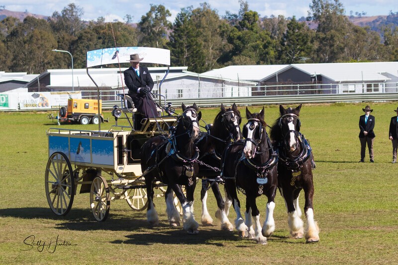 Four Horses and Cart 1. 0A3A9240 - 2025 Senic Rim Clydesdale Spectacular