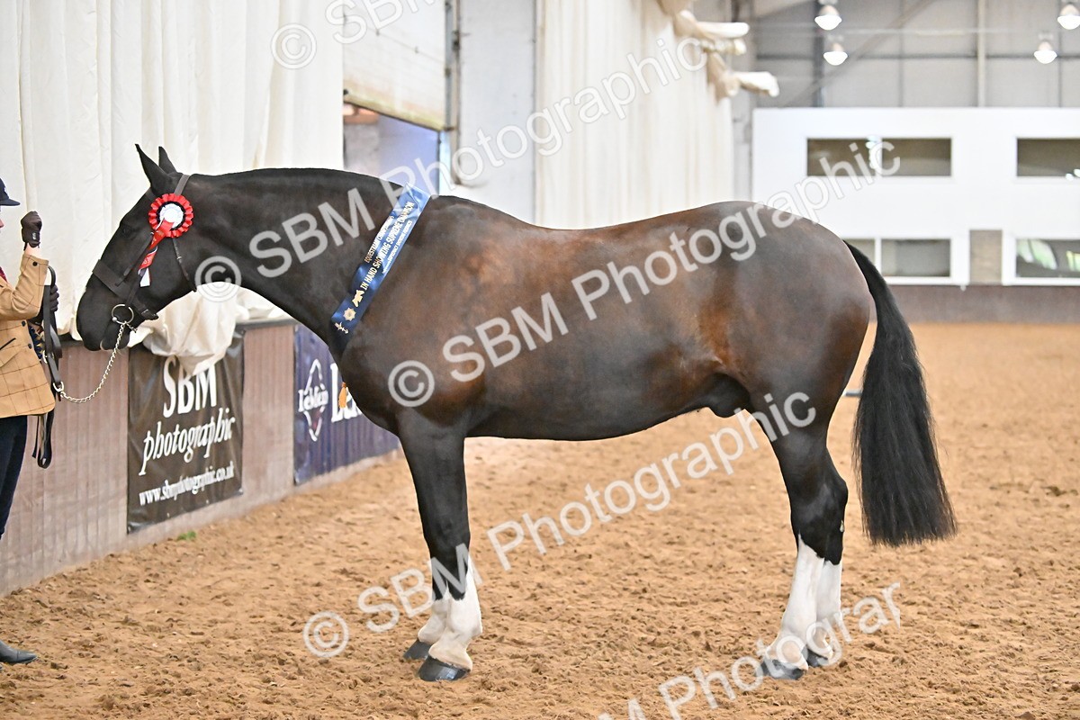 SBM_000792 - Class 16 - In Hand Showing Supreme Championships