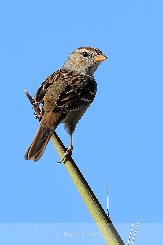 White-crowned Sparrow, Bosque del Apache, New Mexico - White-crowned Sparrow