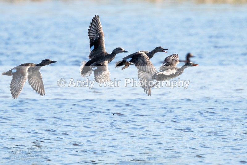 20160420-8E0A3554 - Gadwall