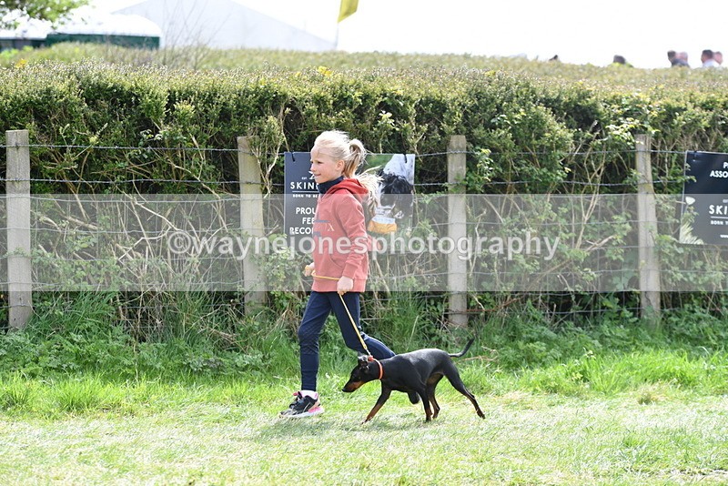 WJ5_0608 - Class 7 Best Terrier