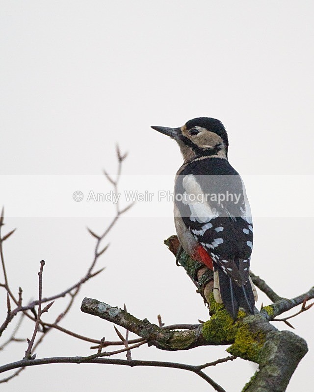 20111121-_MG_8015 - Woodpecker