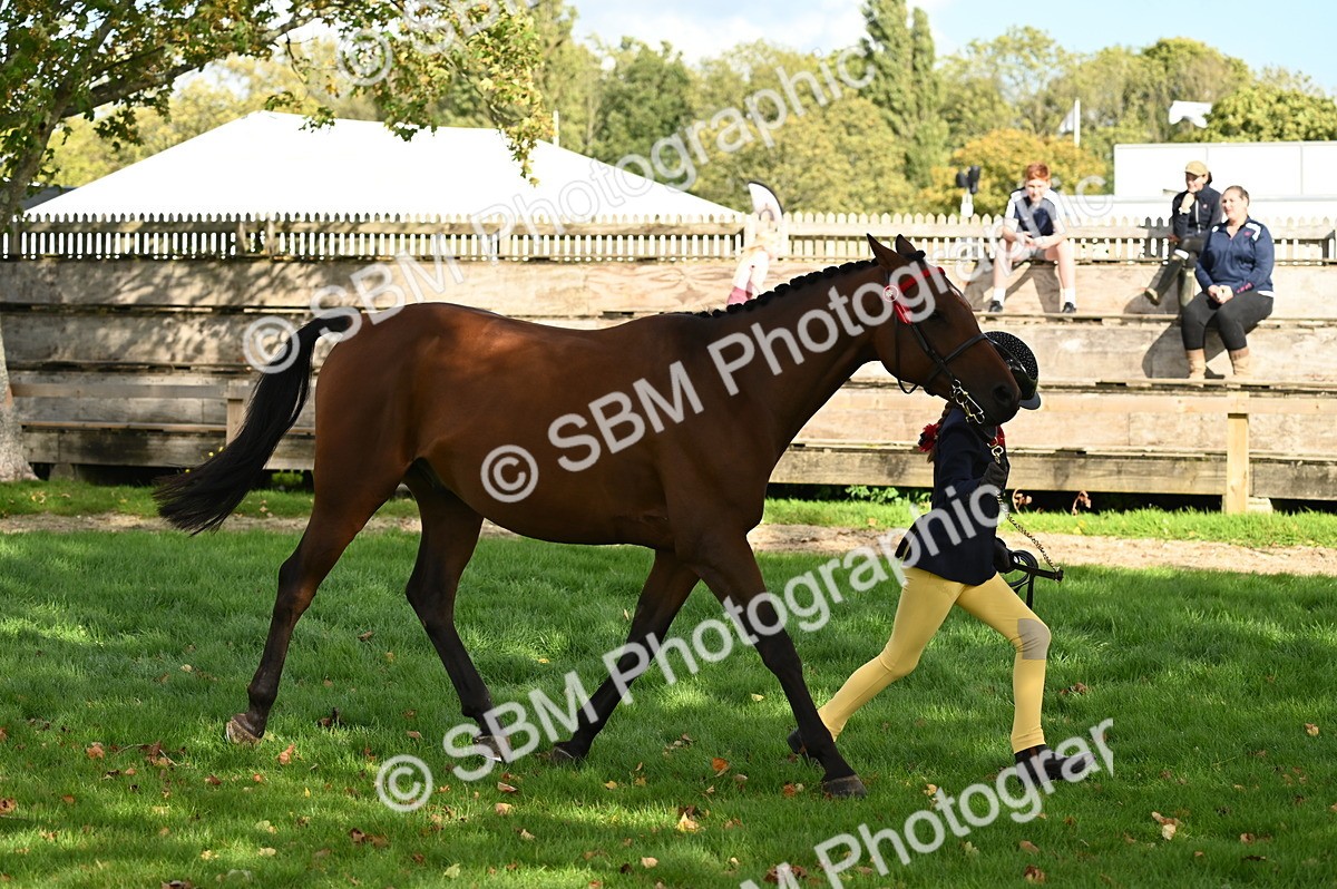 SBM_25033 - S5 - Novice & Newcomer In hand