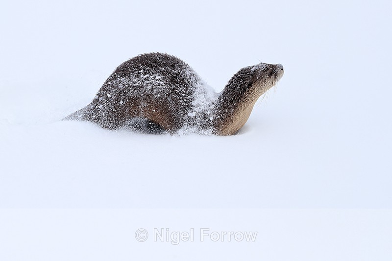Snow-covered River Otter, Yellow National Park, Wyoming - Otter