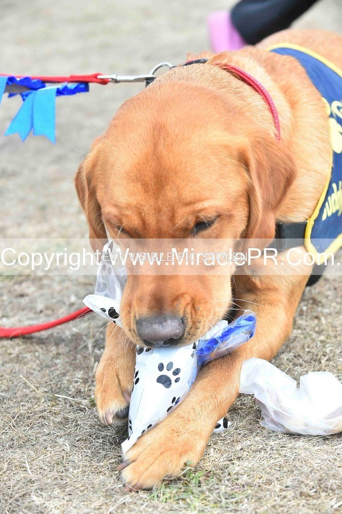 SH4_0323 - Dog show.