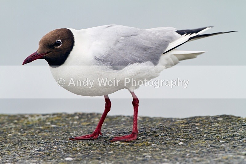 20100718_1519 - Black-headed Gull