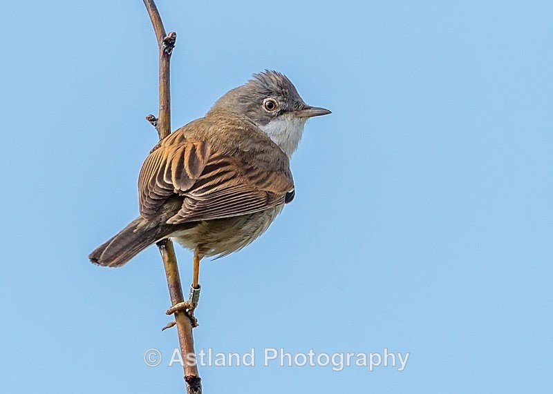 Astland Photography, Bird and Wildlife Images, Susan and Peter Wilson, U.K.