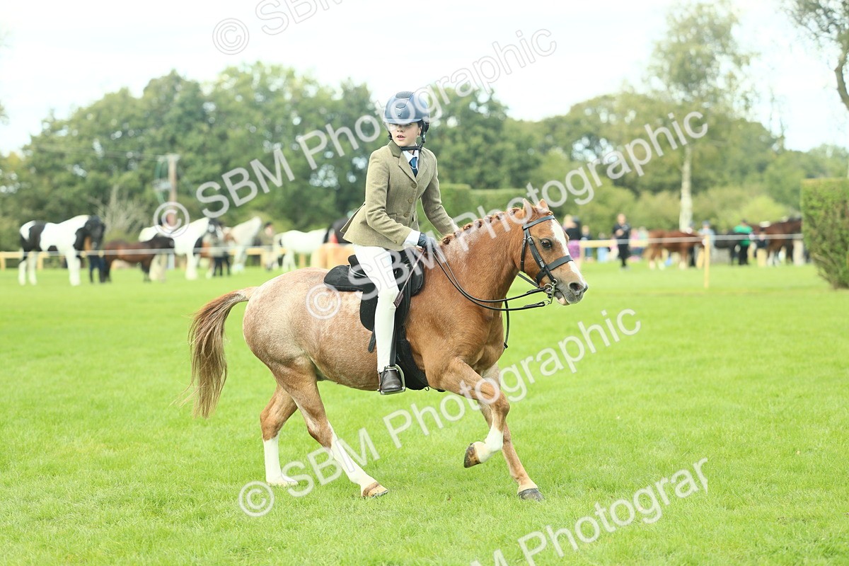 SBM_44689 - S31 - Working Hunter Pony