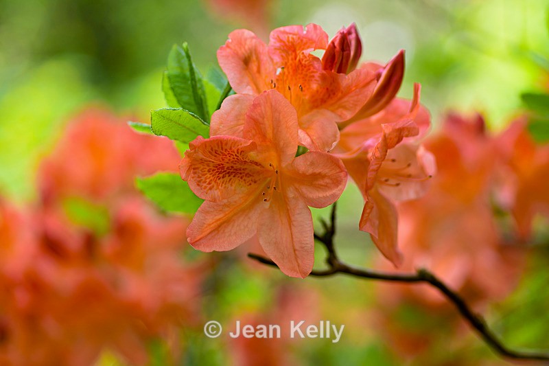 Orange Rhododendron - DSC_7142_00006 - Orange