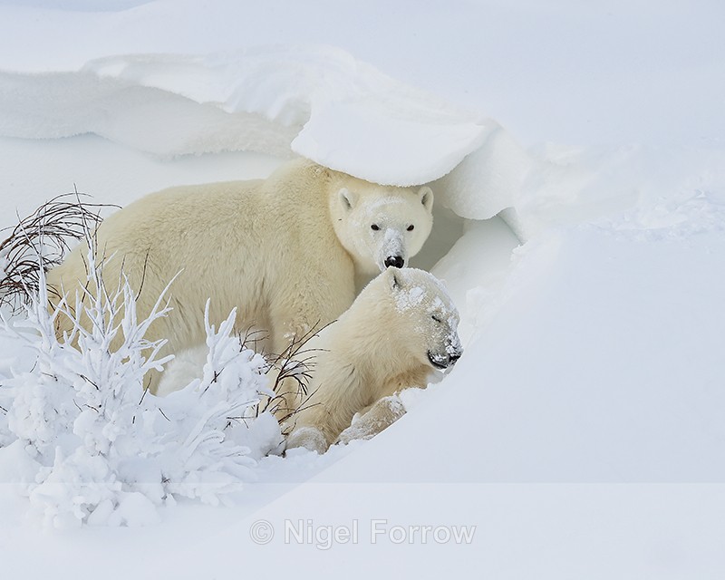 Polar Bear mother & sleepy cub in snowdrift, Churchill, Canada - Polar Bear