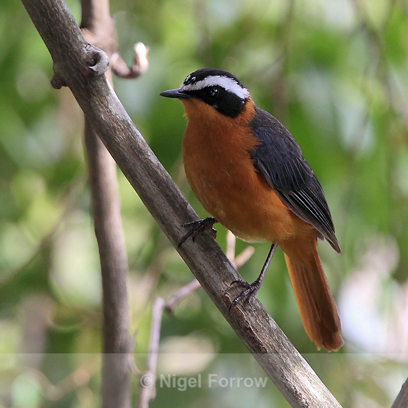 White-browed Robin-Chat perched on a branch - White-browed Robin-Chat (Heuglin's Robin)