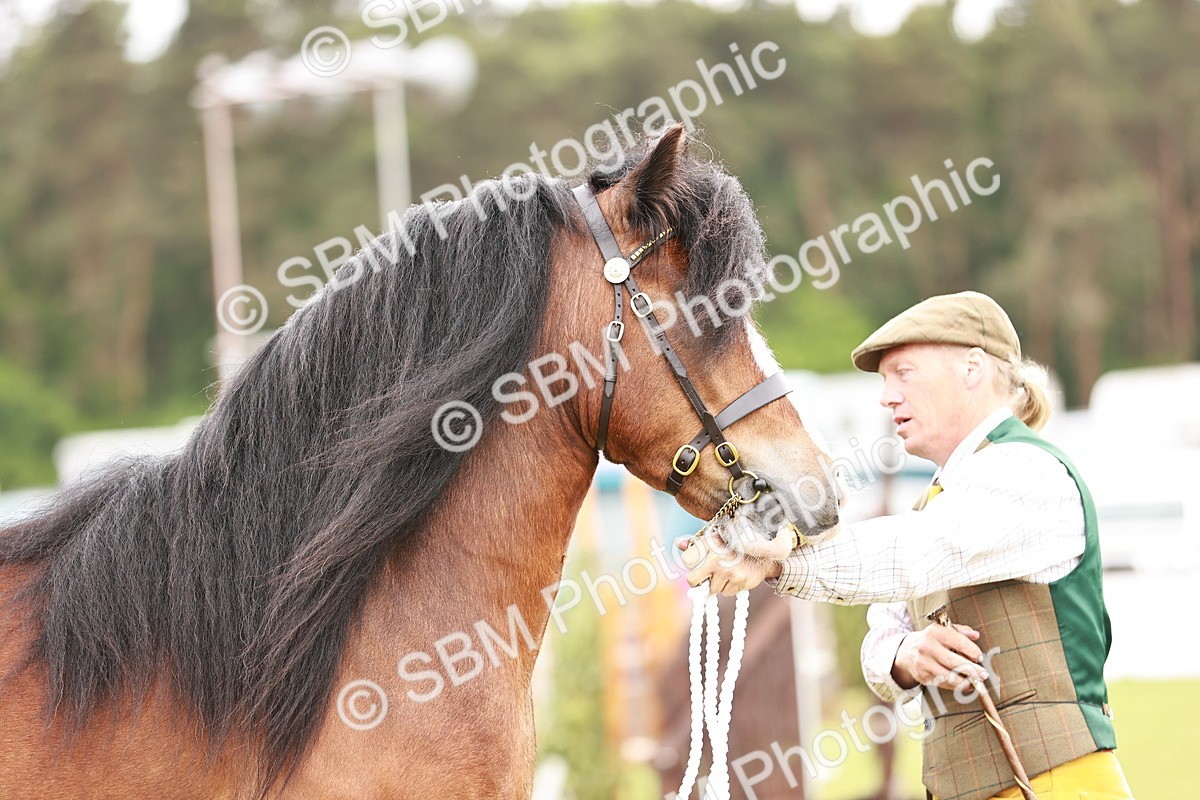 SBM_06043 - Class 39-41 TGCA In Hand and Ridden