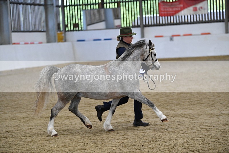 WJ5_5686 - Morning in hand Championship