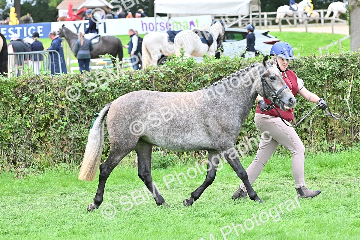SBM_64947 - S50 - Show Pony & Show Hunter Pony In Hand