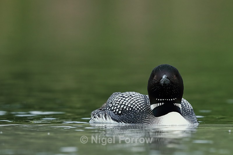 Common Loon head-on, Minnesota, USA - Great Northern Diver